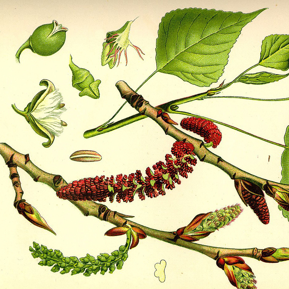 Лекция Татьяны Жавкиной «Populus из семейства Salicaceae – вся правда о тополе»